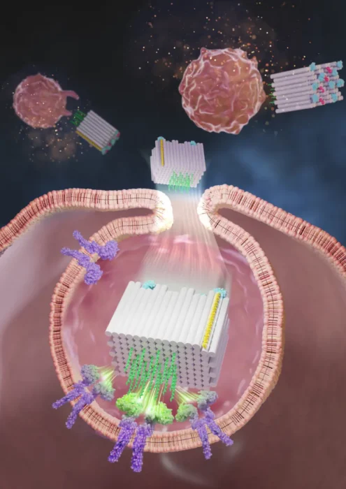 오리가이 DNA 기반의 백신 작용 원리